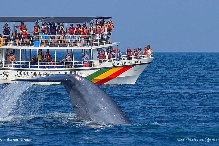 Mirissa beach holiday – whale watching private tour Sri Lanka